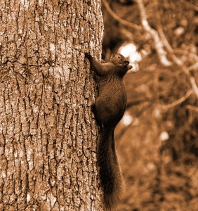 Black Squirrel of Mirkwood