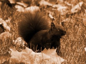 Black Squirrel from Southern Mirkwood