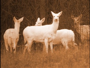 The White Deer of Mirkwood