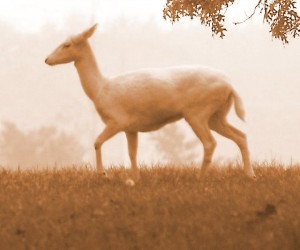 The White Deer of Mirkwood are sometimes called Elf Deer.